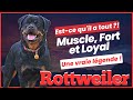 Rottweiler absolument intrpide fort et loyal questce qui ne va pas