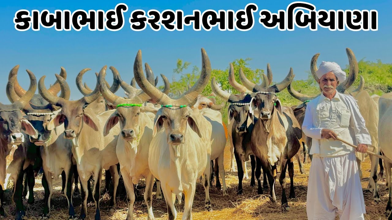 ૩૦ વધુ વાછડા જેના નંદી માટે આપેલા છે એવા કાબાભાઈ કરસનભાઈ અબિયાણા