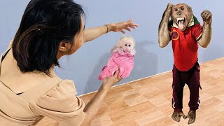 The journey of adopting a poor little monkey  ABU's surprising response!