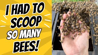 I Had To Scoop So Many Bees