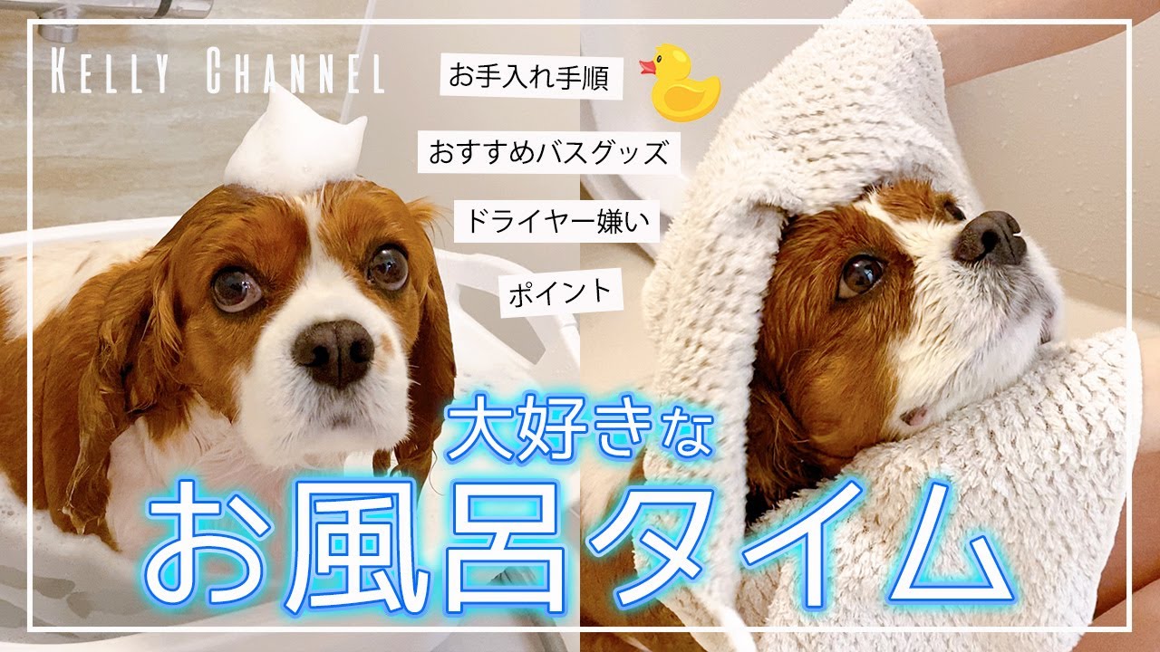 キャバリアお風呂 おうちシャンプーの方法 おすすめアイテム紹介 なめらかな指通りでブレンハイムカラーが眩しい ˎˊ Youtube