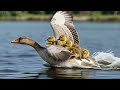 Gentle Morning Ambient Music | Soft Piano &amp; Calm Soundscape for Peaceful Start