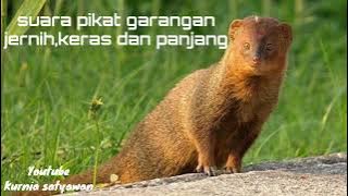 SUARA PIKAT GARANGAN JERNIH DAN KERAS PASTI BAKAL NGUMPUL