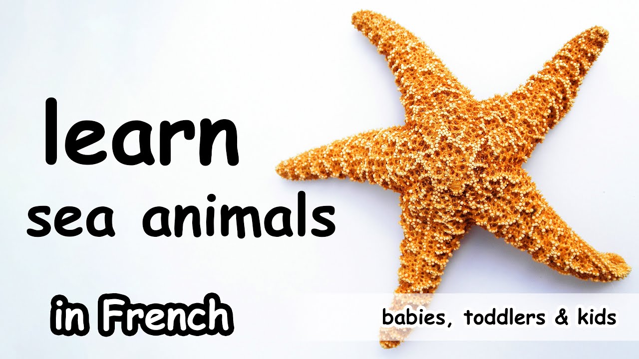 Learn OCEAN SEA ANIMAL names in FRENCH Vocabulary with Real Pictures