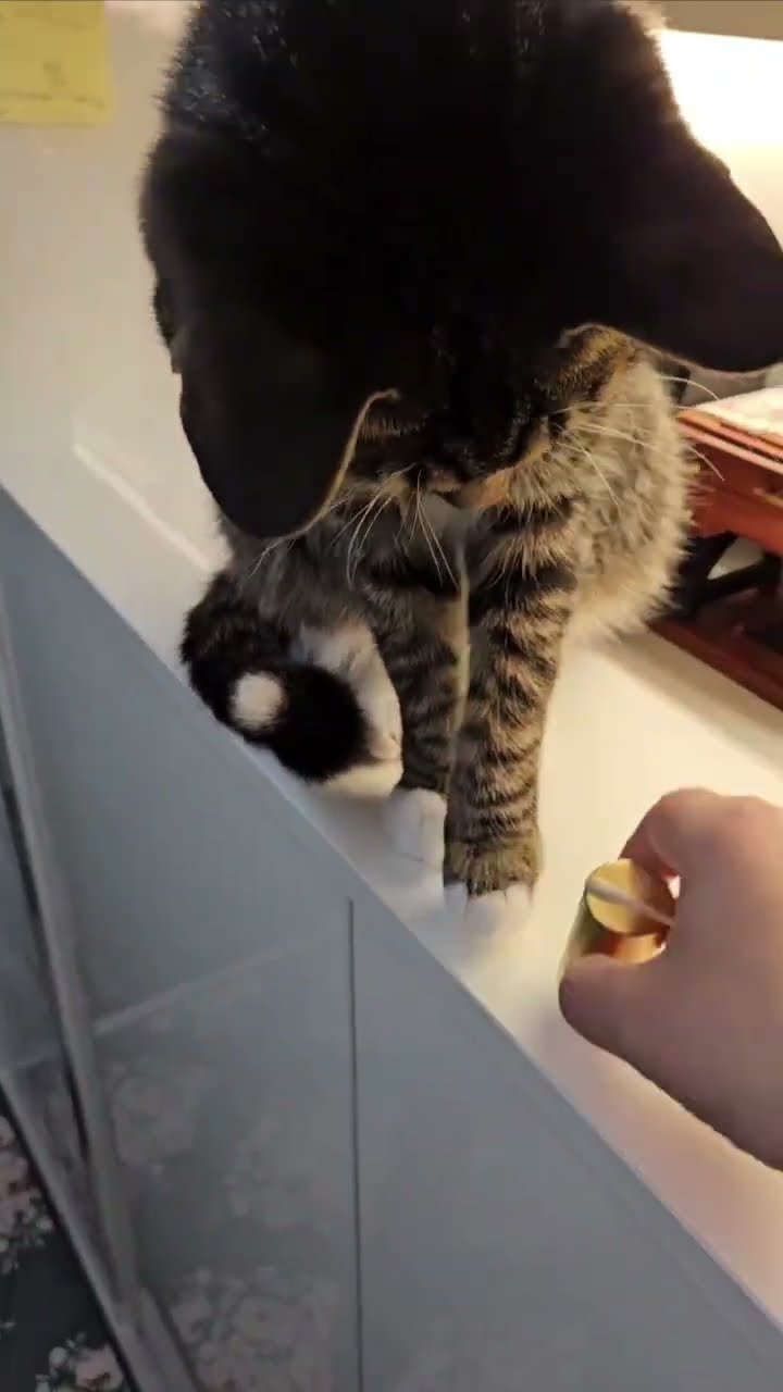 Funny kitten ♥️ ♥️ ♥️ ♥️