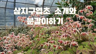 삼지구엽초 소개와 분갈이 하는 방법