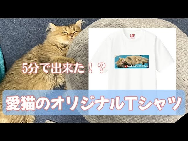 ペットのオリジナルtシャツ 愛猫の写真でtシャツ作ってみたら超簡単でした Uniqlo Utme Youtube ペットのオリジナルtシャツ 愛猫の写真でtシャツ作ってみたら超簡単でした Uniqlo Utme Youtube