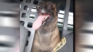 Search continues for missing sheriff's office K9