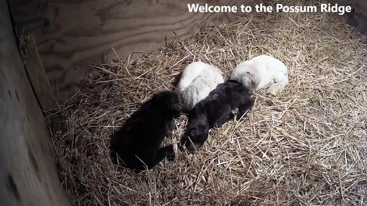 Baby Goat Nursery from Possum Ridge Farms