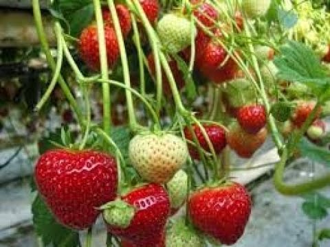 Objek Wisata Petik Buah Strawberry Di Ketep Pass Pakis