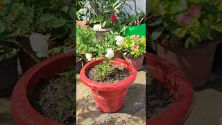 Rose Plant Repotting tips #gardening #repotting #plants #rose #repottingtips #flowers