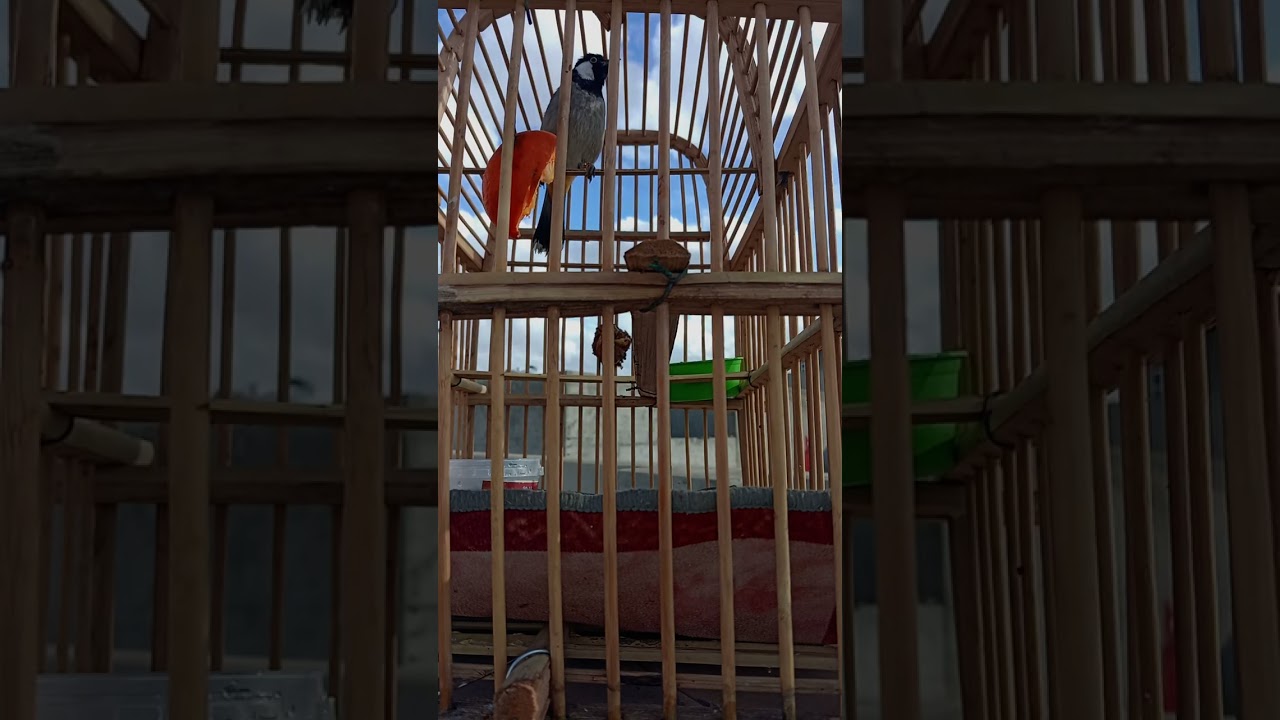 تغريد لفتح البلبل الوحشي العنيد جرب ماتخسر شي👍