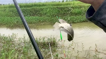 Câu Cá Rô Phi Cùng 3 Ba Địa Điểm 