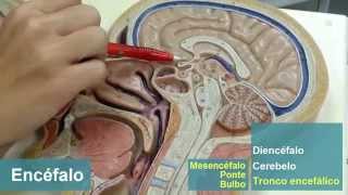 Telencéfalo - parte 1: Introdução