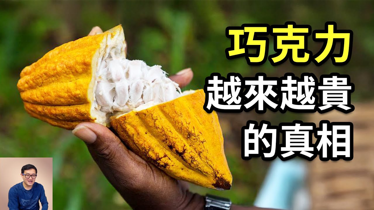為什麼說巧克力可能變成奢侈品？情人節還送得起嗎？揭秘神奇的熱帶水果可可，以及用可可製作巧克力的起源和方法！【老肉雜談】