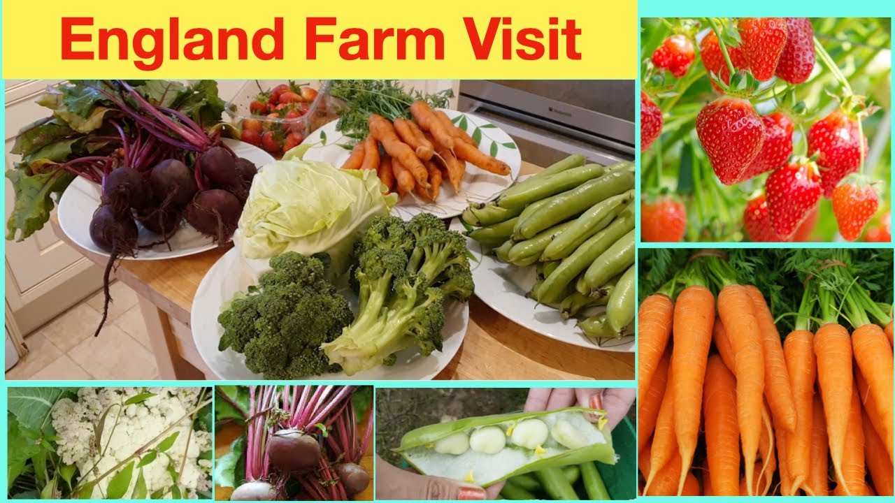 England Farm Visit - YouTube