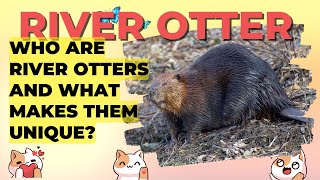 Exploring the Fascinating Lives of River Otters and How to Protect Them