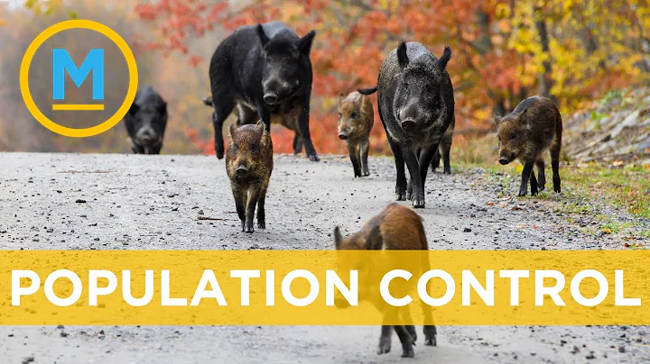 Wild pigs are invading Canadian provinces and it's kind of a big deal | Your Morning
