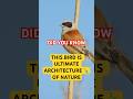 Mind-Blowing  Penduline Intelligence Facts! You Didn't Know! #wildlife #animals #facts