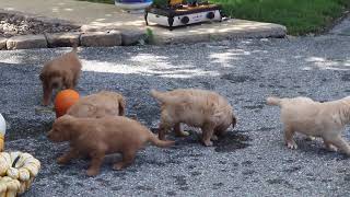 Goldendoodle Puppies For Sale