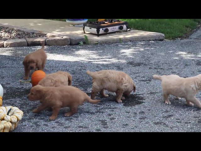 Pepper video thumbnail