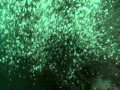 BUSCANDO EL BARCO HUNDIDO DEL MAGALLANES!!!!