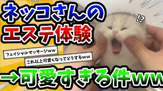 【2ch動物スレ】初体験のエステを堪能する猫さんが可愛すぎる