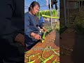 You've eaten gongcai for years—this is what it really is!