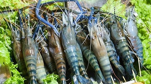 Câu tôm càng xanh trên sông Đồng Nai