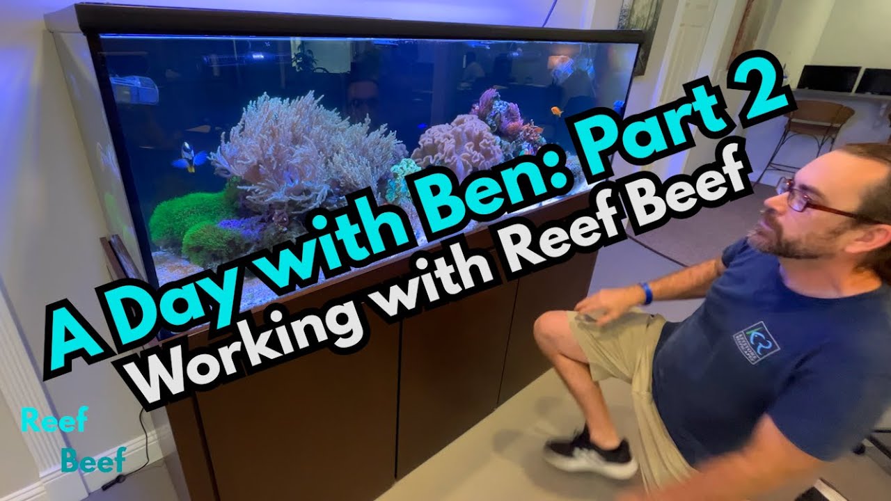 A Day with Ben: Part 2 - Working with Reef Beef.
To protect the privacy of the clients, the audio taken during recording has been lowered in some clips and some of the shots have been reframed. 

Ben Johnson has been employed in the aquarium industry for the better part of the last 25 years. From aquarium stores to maintenance companies, wholesale outfits to a zookeeper at the Houston zoo, Ben finally started his own aquarium maintenance company in 2002 and went full-time with it in 2004. 

Ben continues to run his aquarium installation and maintenance company in Houston, Texas called Captive Aquatic Ecosystems. https://www.caecosystems.com/

Working with Reef Beef wouldn't have been possible without the support of our members!

Links:
Merch is now available! https://reefbeefpodcast.com/merch/
Join our Discord: https://discord.gg/reefbeef
Get notified of new episodes by receiving an email from Reef Beef! https://reefbeefpodcast.com/notify/
Get our help / advice: https://reefbeefpodcast.com/consult/
Buy Reef Beef a Beer! https://reefbeefpodcast.com
Become a Member: https://reefbeefpodcast.com/membership