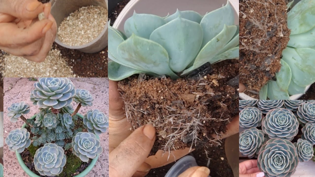 Substrato para GLAUCA /ENRAIZAMENTO PERFEITO e DICAS para cultivar essa planta maravilhosa 🥰 