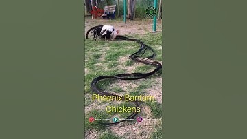 Phoenix Bantam Chickens #shorts