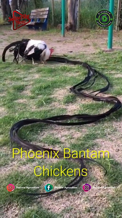 Phoenix Bantam Chickens #shorts
