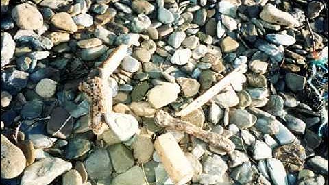 Myaskovsky: String Quartet #10 in F Major, Op. 67, 1 - IV Allegro molto e con brio