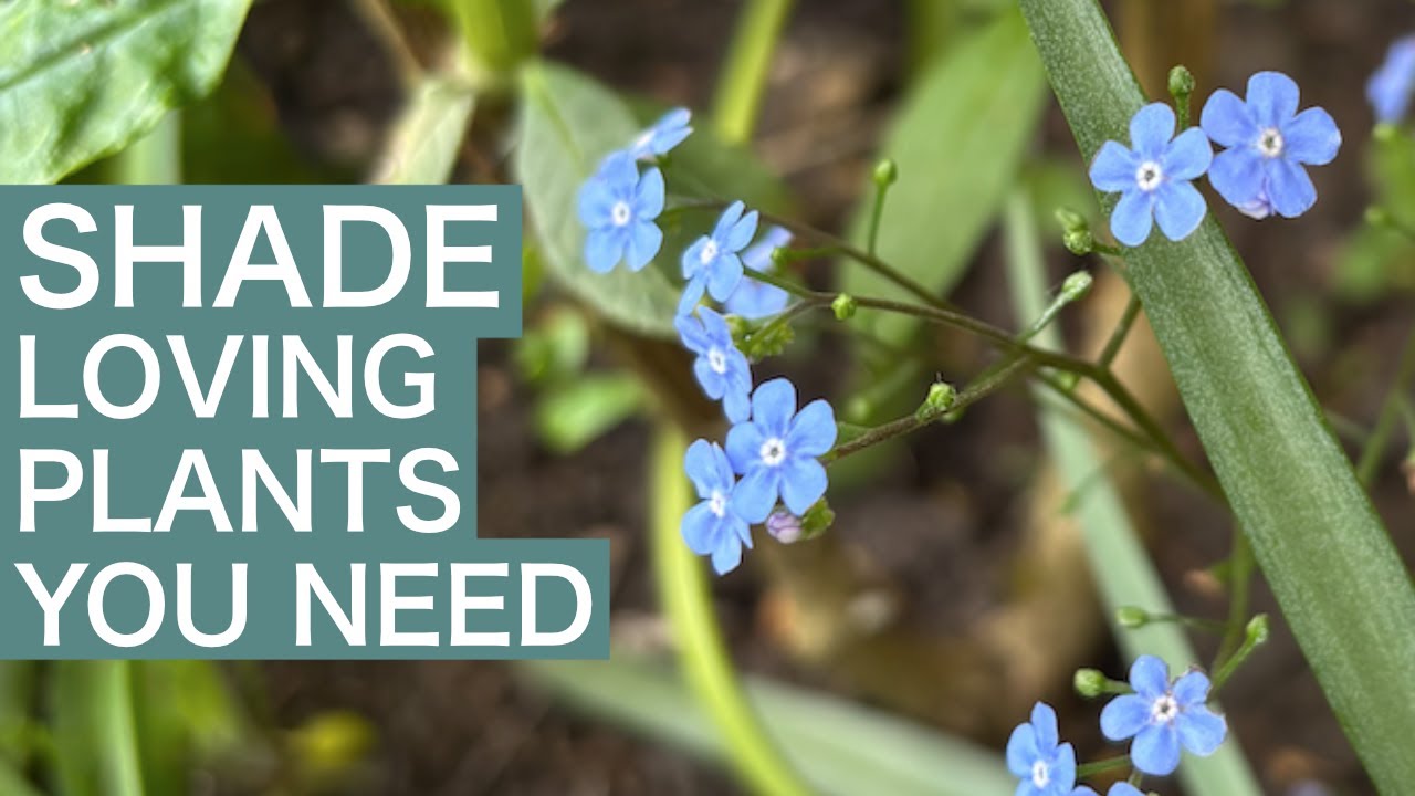 10 Shade Loving Perennial Plants That Your Garden Needs!