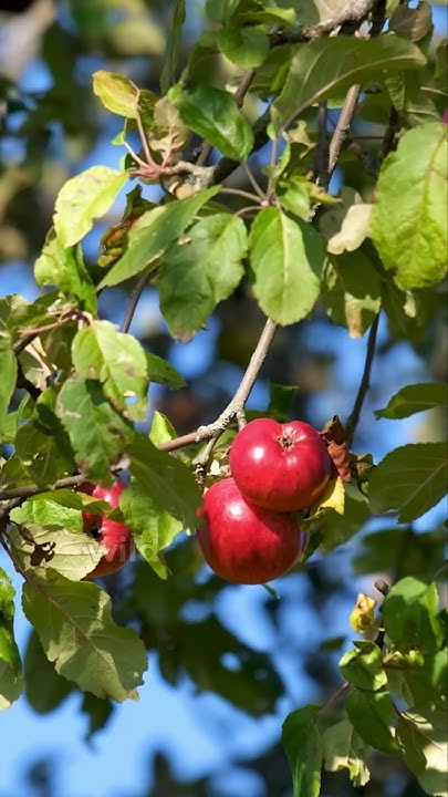 where-did-apples-come-from-like-subscribe-apples-garden-farming