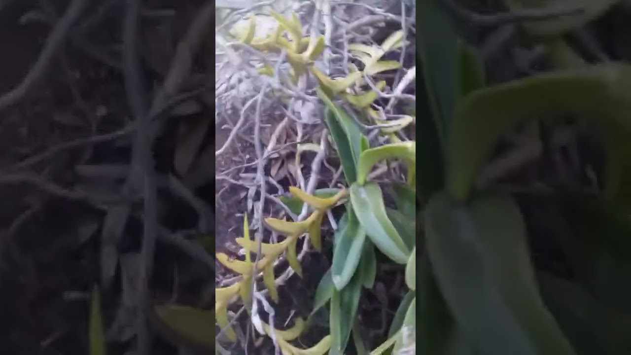 lan cù lao minh ăn nắng nhiều lá to và ngắn cứng lá - youtube