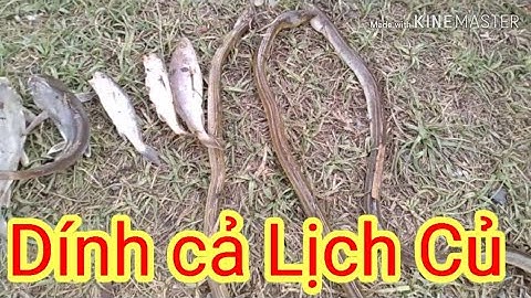 Câu cá sông Cần Giuộc, giây phút lên cá Sướng tê người