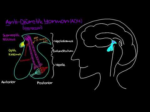 Video: Vasopressin antidiuretik hormondurmu?