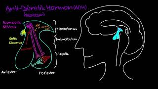 Antidiüretik Hormon (ADH) Salınımı (Sağlık Bilgisi ve Tıp)