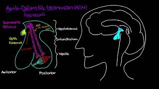 Antidiüretik Hormon Adh  Salınımı Sağlık Bilgisi Ve Tıp 