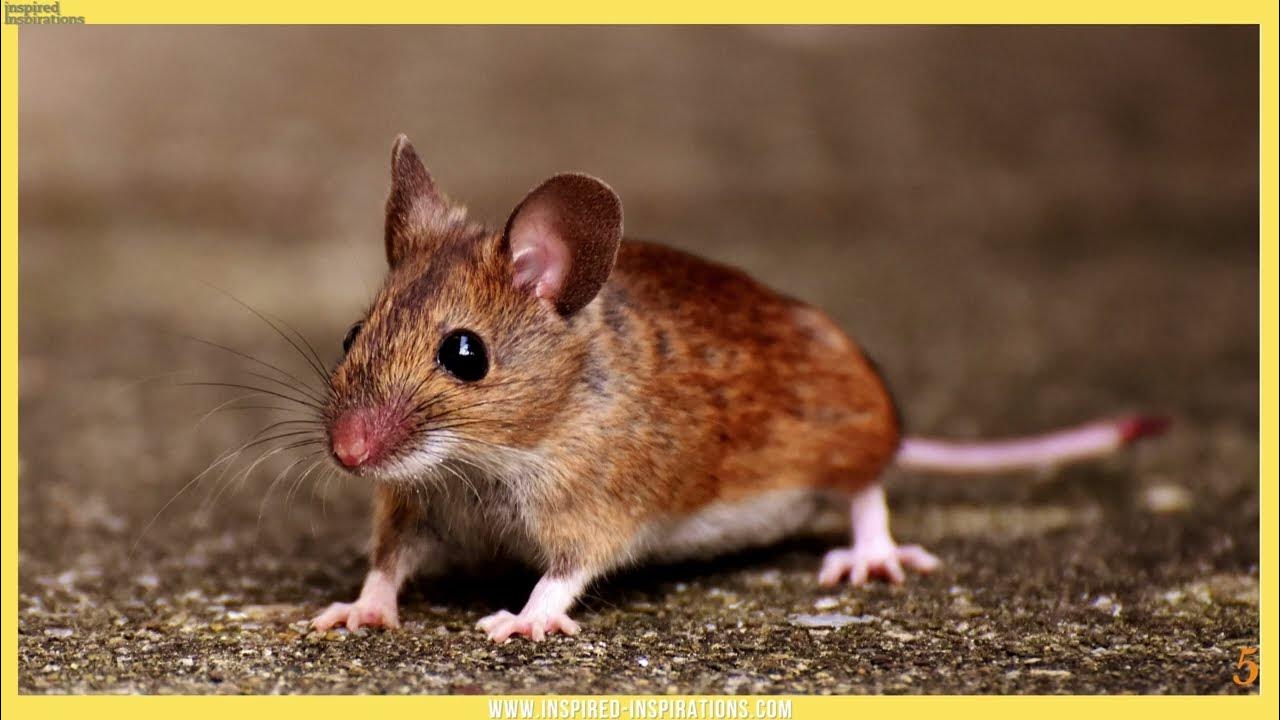 Коричневая мышка. Мышь вид сверху. Мышь фото. Мышка домовая. Mus musculus домовая мышь.