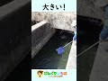 奥に潜むトラウト来たー！【釣り】長野県犀川漁協管内