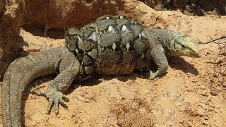 Famous Komodo dragon Vs Python HD fight Net Worth