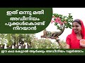 Adenium Pruning Tips to Increase Flowering  | Adenium flowering tips  |  അഡീനിയം അറിയേണ്ടതെല്ലാം