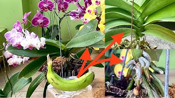 Một Quả Chuối Giúp Lan Hồ Điệp Lá To Bóng Rễ Khoẻ Và Phát Triển Cực Nhanh