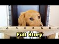 I have to give up this Golden Retriever puppy ( Full Story Emotional )