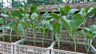 The method of growing collard green in a plastic container, It's so easy and the plant grows fast