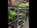 Plants and pots for home decoration | ikea | gardening 🧑‍🌾 #viral #views #subscribe #comment