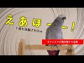 【危機】ヨウムの新語に洗脳された母ｗ「エアコン」に激似で大焦り